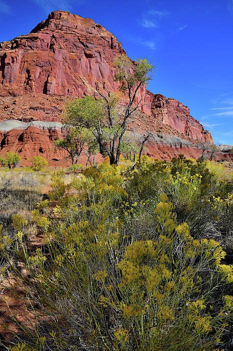 Rabbit Brush bloom at Capitol Reef NP by Ray Mathis Rabbit Brush bloom at Capitol Reef NP by Ray Mathis