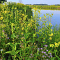 Lakeside Sunflowers in Lake County