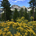 Natural Area Beneath Mt. Charleston
