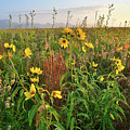 Sunrise in Glacial Park Prairie