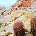 Valley of Fire Barrel Cactus