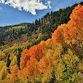 Red Aspens Along Highway 133