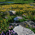Wildflowers Bloom in Snowy Range